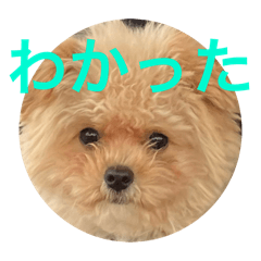 [LINEスタンプ] マイドック909の画像（メイン）