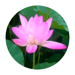 [LINEスタンプ] 蓮の花 スタンプ