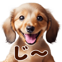 [LINEスタンプ] 動く！ダックスフント