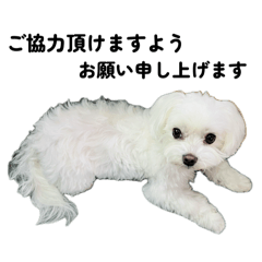 [LINEスタンプ] マルチーズ写真・ビジネス丁寧語スタンプ