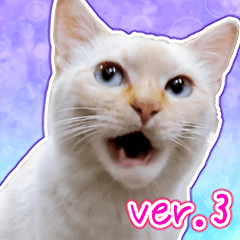 [LINEスタンプ] しろちゃんふぁみりー Ver.3