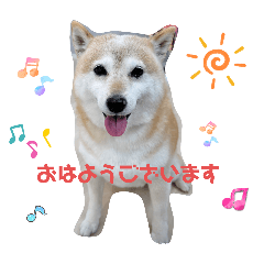 [LINEスタンプ] あずき 柴犬の画像（メイン）