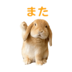 [LINEスタンプ] うさぎが写真がスタンプ