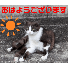 [LINEスタンプ] 猫ちゃんたちのあいさつvol.3