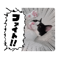 [LINEスタンプ] 個性豊かなにゃんず