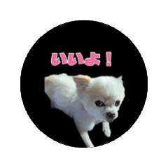 [LINEスタンプ] おちびとボノボ