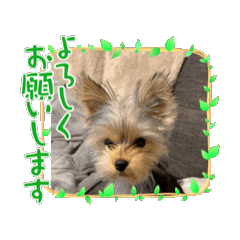 [LINEスタンプ] ヨークシャテリアご挨拶
