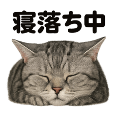 [LINEスタンプ] とにかく眠いアメリカンショートヘア猫