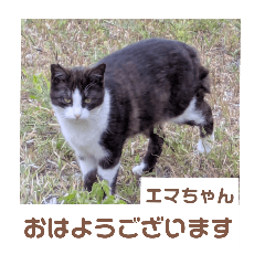 [LINEスタンプ] 猫ちゃんたちのおはようございます