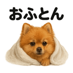 [LINEスタンプ] とにかく眠いポメラニアン犬のライン