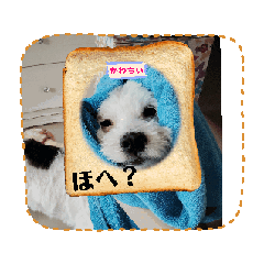 [LINEスタンプ] 超可愛いぺっと
