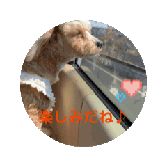 [LINEスタンプ] マルプーのアンリィ