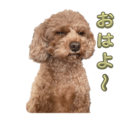 [LINEスタンプ] ラキとククの画像（メイン）