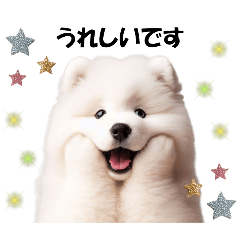[LINEスタンプ] かわいいサモエドの犬スタンプ