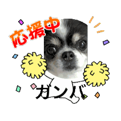[LINEスタンプ] ペロちゃん動くスタンプ