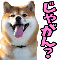 [LINEスタンプ] 岡山弁☆柴犬