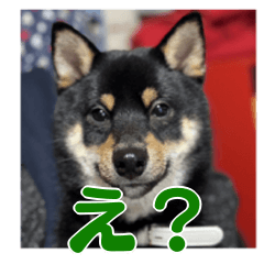 [LINEスタンプ] 黒柴おこげの毎日
