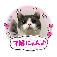 [LINEスタンプ] 短足ミヌエットつゆたん