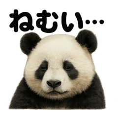[LINEスタンプ] とにかく眠いリアルなパンダのライン
