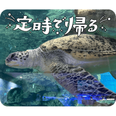 [LINEスタンプ] 水族館の生き物達すたんぷ