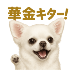 [LINEスタンプ] 華金だ！週末お疲れ様ご褒美ラインスタンプ