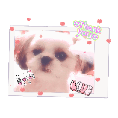 [LINEスタンプ] シーズー子犬が動く！♪