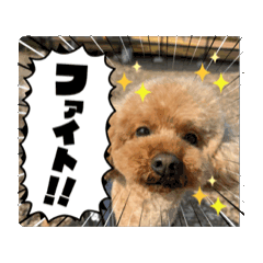 [LINEスタンプ] うちの愛犬(しえる)スタンプ2