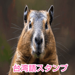 [LINEスタンプ] 台湾語マーモットBIGスタンプ