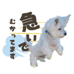 [LINEスタンプ] チワマル ブラン♡part3