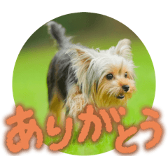 [LINEスタンプ] ヨークシャテリア挨拶
