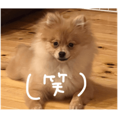 [LINEスタンプ] ポメラニアンのむうたんの画像（メイン）
