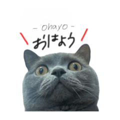 [LINEスタンプ] ピッピ(=^x^=)