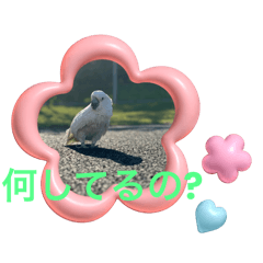 [LINEスタンプ] タイハクオウムのパクチー