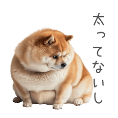 [LINEスタンプ] 実は太ってる柴犬【面白い】