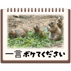 [LINEスタンプ] oirannANIMAL