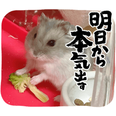 [LINEスタンプ] うちのハムチャン