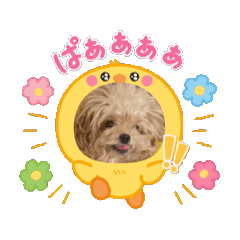 [LINEスタンプ] 動くゆずたんスタンプ