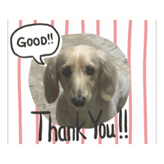[LINEスタンプ] moving Dachshund