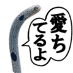 [LINEスタンプ] いざという時に使えるチンあなごスタンプ