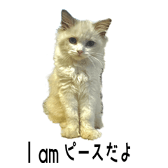 [LINEスタンプ] トニー家の「ピースちゃん」！