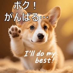 [LINEスタンプ] 感情ゆたか！コーギー子犬スタンプ