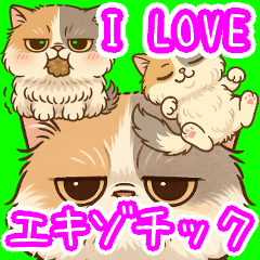[LINEスタンプ] エキゾチックにかわいい猫スタンプ