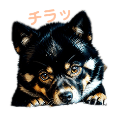 [LINEスタンプ] 黒柴ちゃん、のんびり日和