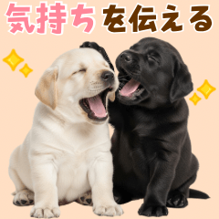 [LINEスタンプ] 毎日使える！感情豊かなラブラドール