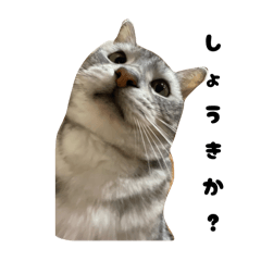 [LINEスタンプ] わがままTあらの画像（メイン）