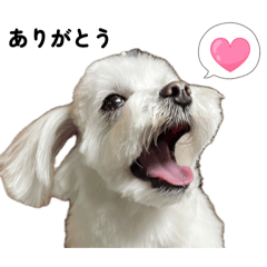 [LINEスタンプ] マルチーズ写真感謝を伝えるスタンプ
