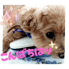 [LINEスタンプ] チョコ様＆ららちゃんのスタンプ