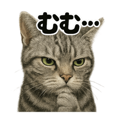 [LINEスタンプ] リアルなアメリカンショートヘアの感情日記