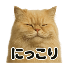[LINEスタンプ] リアルなペルシャ猫の日常感情日記