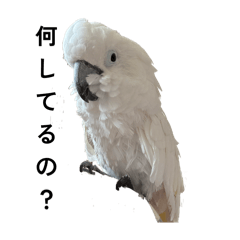 [LINEスタンプ] タイハクオウムのパクチー2